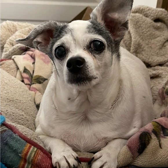 Meet your Posher, Deana - Picture 11 of 16